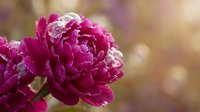 Magenta peony flower with water droplets and soft blurred background, suitable for spring and garden design projects.