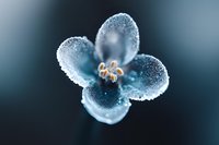 Delicate frost-covered blue flower petals with crystalline ice formations and soft bokeh background, captured in extreme macro photography showing intricate winter details.