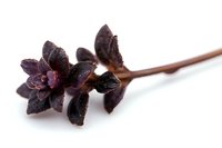 Dark brown star anise pods on wooden stem isolated on pure white background, macro photography showing detailed spice texture and natural pattern.