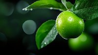 Fresh green lime with water drops on dark background with bokeh effect and green leaves, macro photography for fresh citrus fruit concept.