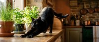 Black cat stretching in downward position on kitchen counter near potted plants and cookware, domestic pet in home interior setting.