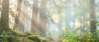 Sunlight streaming through misty forest with moss-covered rocks and lush green vegetation creating peaceful natural atmosphere for wellness content.