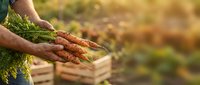 Fresh organic carrots with green tops held in hands over wooden crate in garden setting with warm sunlight, perfect for healthy eating and farm-to-table concepts.