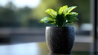 Vibrant green pothos plant in textured black ceramic pot against blurred background, creating minimalist home decor atmosphere with natural elements.