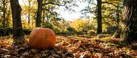 Orange pumpkin sitting among fallen autumn leaves in forest setting with golden sunlight filtering through trees for seasonal harvest decorations.