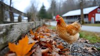 Brown hen standing on autumn leaves near wooden fence with red barn in background. Rural farm scene in fall season.