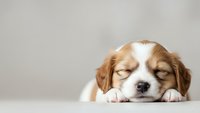 Adorable sleeping Cavalier King Charles Spaniel puppy with brown and white fur resting peacefully on white surface against neutral background.