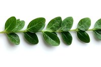 Fresh green boxwood branch with oval leaves arranged in symmetrical pattern on white background, isolated botanical element for design and decoration.