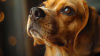 Close-up portrait of brown beagle dog face with soulful eyes and wet nose against blurred bokeh background, showing loyal and attentive expression.
