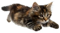 Fluffy brown and black Maine Coon kitten lying down on white isolated background, long-haired cat with expressive eyes and distinctive facial features. Ready for design use.