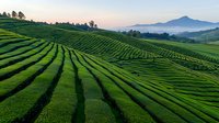 Aerial view of terraced green tea plantation rows stretching across rolling hills at sunset, with misty mountains in background creating serene agricultural landscape.