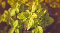 Fresh green oregano leaves growing in garden, sunlit close-up macro shot showing detailed texture and natural pattern of aromatic culinary herb plant.