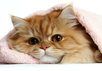 Adorable ginger Persian cat with expressive amber eyes peeking out from under soft pink blanket, creating heartwarming pet portrait against white background.