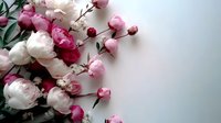 Fresh pink and white peonies with buds arranged in corner composition against light background, creating romantic floral design for wedding and celebration decor.