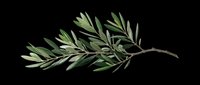 Olive branch with green leaves isolated on transparent background, ready for t-shirt design, clipart, stickers, sublimation and print-on-demand projects.