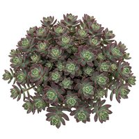 Overhead view of lush succulent plant with purple and green rosette leaves, isolated on white background for design, landscaping, and botanical projects.
