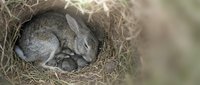 Young gray rabbit sleeping peacefully in natural grass nest, wildlife photography concept for nature and animal themes.