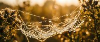 Golden spider web covered in morning dew drops glistening in warm sunlight creating natural bokeh background for nature and wildlife photography projects.