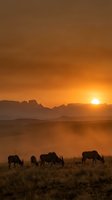 African safari landscape at golden hour with silhouetted cattle grazing in grassland as sun sets behind mountain ranges creating warm atmospheric glow.