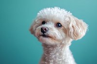 White Maltese dog portrait against turquoise background, looking up with curious expression. Fluffy small breed puppy showcasing pure white coat and sweet demeanor.