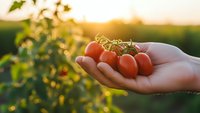 Fresh cherry tomatoes held in cupped hands during golden hour sunset in organic vegetable garden. Harvest time concept for healthy eating and farm-to-table lifestyle.