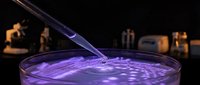 Laboratory scientist using tweezers to handle purple liquid sample in petri dish during scientific research experiment in modern lab setting.