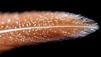Delicate brown feather with white tips and water droplets on dark background, macro photography showing intricate natural texture and patterns in soft lighting.