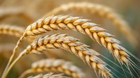 Golden ripe wheat ears close-up against blurred natural background. Macro photography of cereal crop showing detailed grain texture and agricultural harvest.