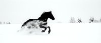 Black horse galloping through snow in winter landscape, isolated on white background, suitable for equestrian designs and seasonal projects.