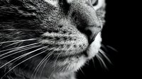 Close-up of cat's face in monochrome showing detailed whiskers, nose and fur texture against dark background. Suitable for pet, animal and wildlife content.