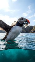 Atlantic puffin emerging from crystal clear ocean water with fish in beak, wings spread, coastal cliffs and blue sky background for wildlife photography.