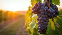 Ripe purple grapes hanging on vine in vineyard at golden sunset, wine harvest season agriculture concept for winery industry and organic farming.