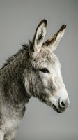 Gray and white donkey with long ears facing left against neutral background, suitable for animal portraits and wildlife stock photography.