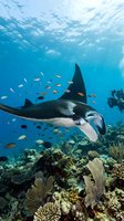 Majestic manta ray gliding over vibrant coral reef with tropical fish and scuba diver in crystal clear blue ocean waters for marine wildlife photography.