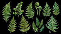 Green fern leaves collection isolated on transparent background, ready for t-shirt design, stickers, clipart, sublimation, and print on demand projects.