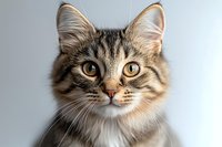 Close up portrait of long-haired tabby cat with golden eyes and fluffy fur against light background, looking directly at camera with alert expression.