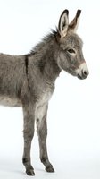Young gray donkey foal standing in profile on white background, isolated farm animal ready for design projects and educational materials.
