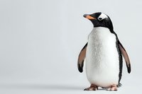 Gentoo penguin standing on white background, side view portrait showing distinctive white chest, black back and orange beak markings. Isolated wildlife photo.