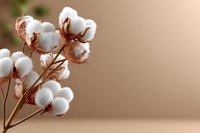 Fluffy white cotton plant bolls on brown stems against soft beige background, natural organic textile material for sustainable fashion and home decor.