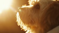 Small fluffy dog with long hair backlit by warm golden sunlight creating dramatic silhouette effect during sunset or sunrise hour.