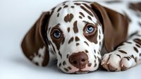 Spotted dog with brown and white coat lying down on white background, looking at camera with attentive expression. Suitable for pet care, veterinary, and animal-related design projects.