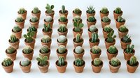 Collection of small potted cacti and succulents in terracotta pots arranged in rows on white background, perfect for home decor and gardening projects.