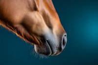 Close-up view of chestnut horse nostrils and muzzle against dark turquoise background showing detailed texture of coat, whiskers and soft nose.