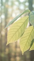 Fresh green leaves with detailed veins in soft natural sunlight creating bokeh background for organic wellness and environmental concepts.