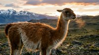 Brown llama standing in mountain landscape at golden hour sunset with snow-capped peaks in background. Wildlife photography for nature and travel content.