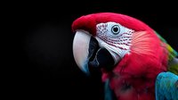 Vibrant red and green macaw parrot head close-up portrait on black background showing detailed feathers, beak texture and expressive eye. Dramatic wildlife photography.