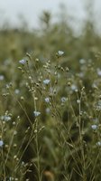 Delicate blue wildflowers blooming in natural meadow with soft bokeh background creating peaceful botanical scene for wellness and nature content.