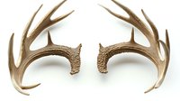 Naturally shed deer antlers arranged symmetrically on white background showing detailed texture and points, isolated for creative design projects and nature studies.
