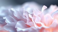 Delicate pink and white rose petals in soft focus macro photography create dreamy floral background with gentle curves and ethereal light effects.