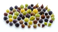 Colorful assorted gooseberries in various shades of green, purple, yellow and red scattered on white background for culinary and healthy eating concepts.